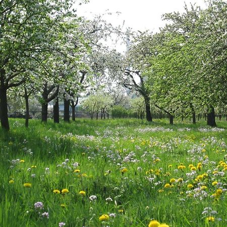 Ferienwohnung Zwischen Rhein Und Schwarzwald Bischweier 외부 사진
