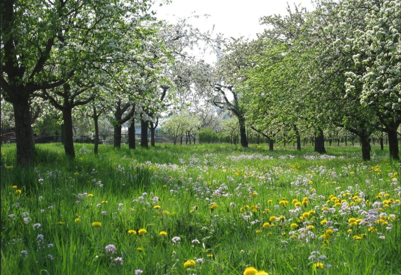 Ferienwohnung Zwischen Rhein Und Schwarzwald Bischweier 외부 사진